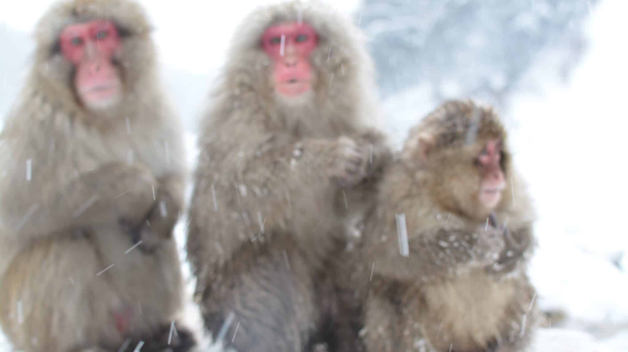 snow monkeys
