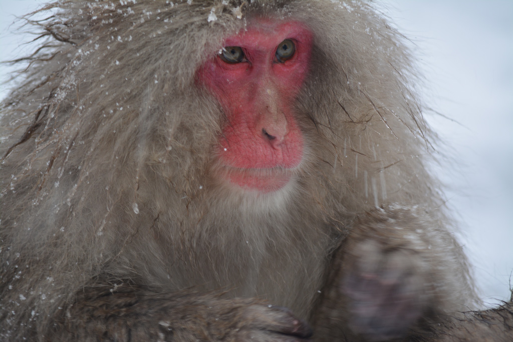 Getting to Nagano with a Japan Rail Pass to see Snow Monkeys