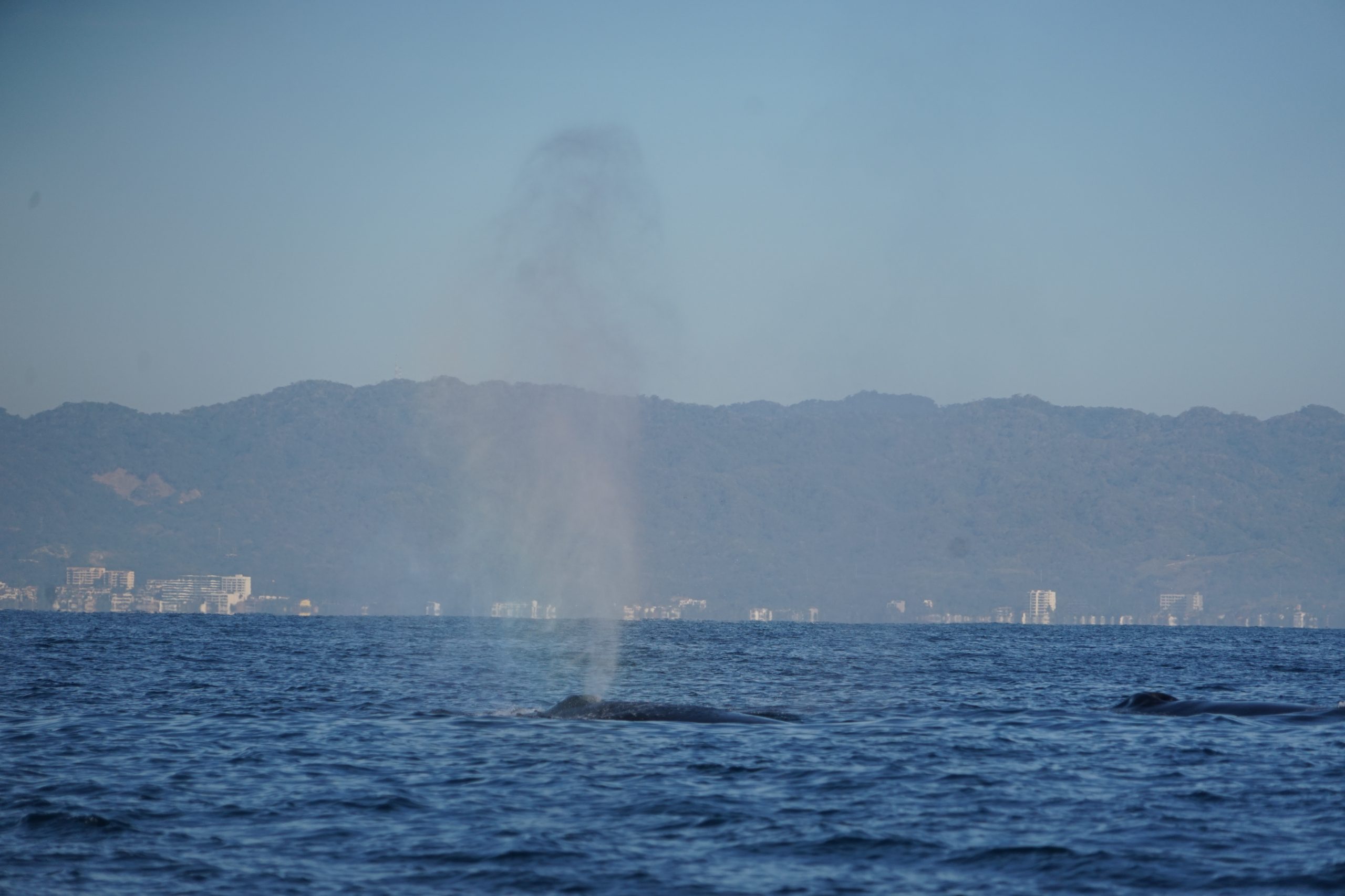 Whale Watching in Banderas Bay