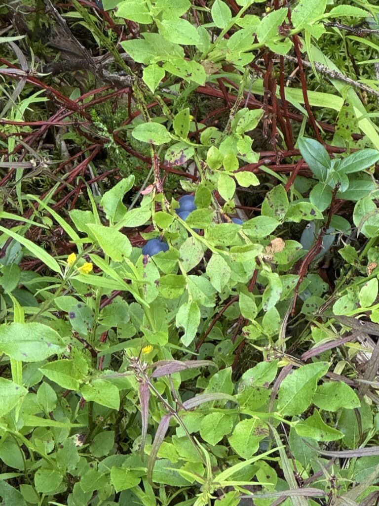 Nuuksio berry bush